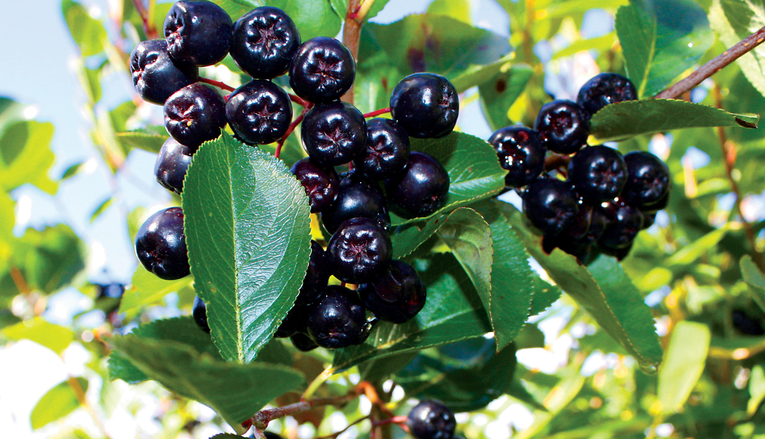 MaquiBerry (Aristotelia chilensis)